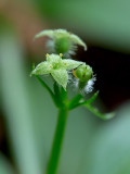 Rough Bedstraw