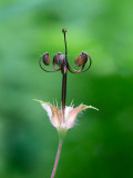 Wild Geranium Seedpod
