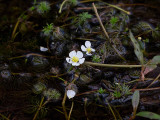 White Water Buttercup
