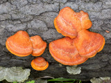 Northern Cinnabar Polypore Mushroom