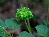 American Ginseng