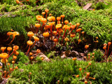 Cross-veined Troop Mushrooms