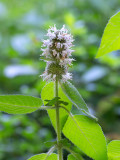 Hairy Wood Mint