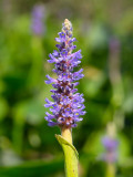 Pickerelweed