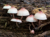 Bleeding Mycena Mushrooms