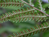 Virginia Chain Fern