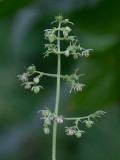 Common Hops Male Flowers