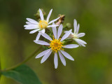 Large-leaved Aster