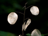 Money Plant Seedpods