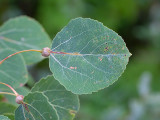 Quaking Aspen Gall Induced by the Poplar Petiole Gall Moth