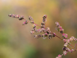 Oak-leaved Goosefoot