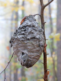 Wasp Nest