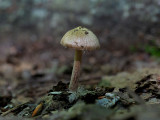 Torn Fiber Head Mushroom