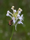 White-fringed Orchid with Dead Bee