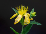 Great St. Johnswort