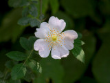 Dog Rose