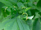 Insect Galls