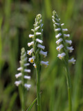 Wide-leaved Ladies'-tresses Orchid