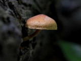 Russet-scaly Trich Mushroom