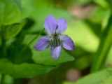 Dog Violet