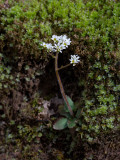 Early Saxifrage