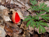 Scarlet Elfcup Fungus