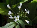 Spring Cress