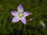 Carolina Spring Beauty