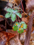 Rust Fungus on Common Cinquefoil