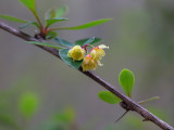 Japanese Barberry