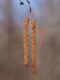 Speckled Alder Male Flowers