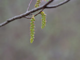 Ironwood Tree Male Flowers