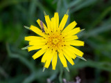 Goatsbeard
