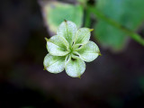 Empty Marsh Marigold Seed Pod