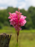 Queen of the Prairie