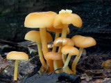 Oak-loving Collybia Parasitized by Collybia Jelly
