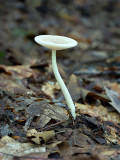 Grisette Mushroom