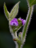 Soybean