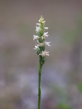 Northern Oval Ladies'-tresses Orchid