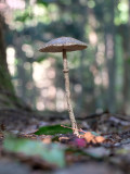 Aged Parasol Mushroom
