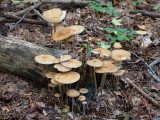 Beech Rooter Mushrooms