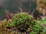 Four-Toothed Moss