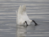 Trumpeter Swan