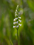 Wide-leaved Ladies'-tresses Orchid