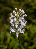 White-fringed Orchid