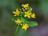 Spotted St. Johnswort