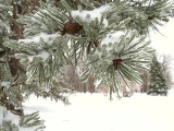 Ice on Scotch Pine