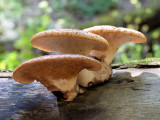 Dryads Saddle Fungus
