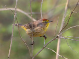 Palm Warbler