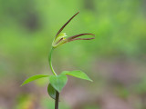 Large Whorled Pogonia Orchid